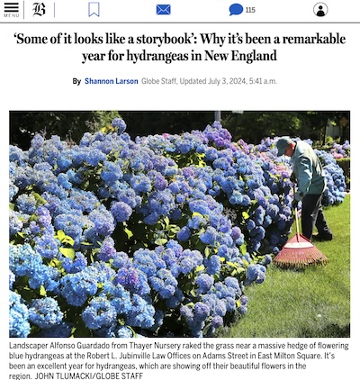 Larson @ Globe: Why it's been a remarkable year for hydrangeas in New England