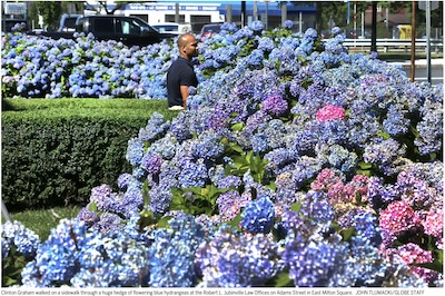 Larson/Tlumacki @ Globe: Spectacular hydrangeas in front of J Random Law Firm