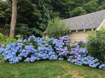 The Weekend Hydrangeae