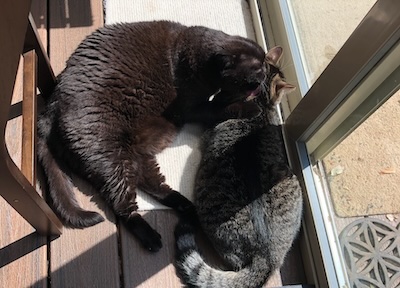 The Weekend Publisher and Assistant: some post-wrestling dominance grooming, viewing the hydrangeas