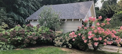 The Weekend Hydrangeae, 2024-Aug-23