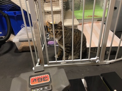 The Assistant Weekend Publisher supervises from Cat Jail.