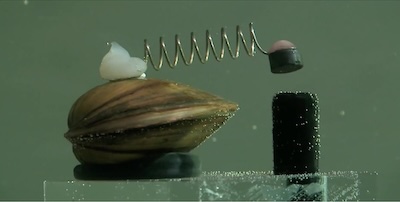 A mussel with a magnet and spring glued to its shell, so when it closes it trips a switch